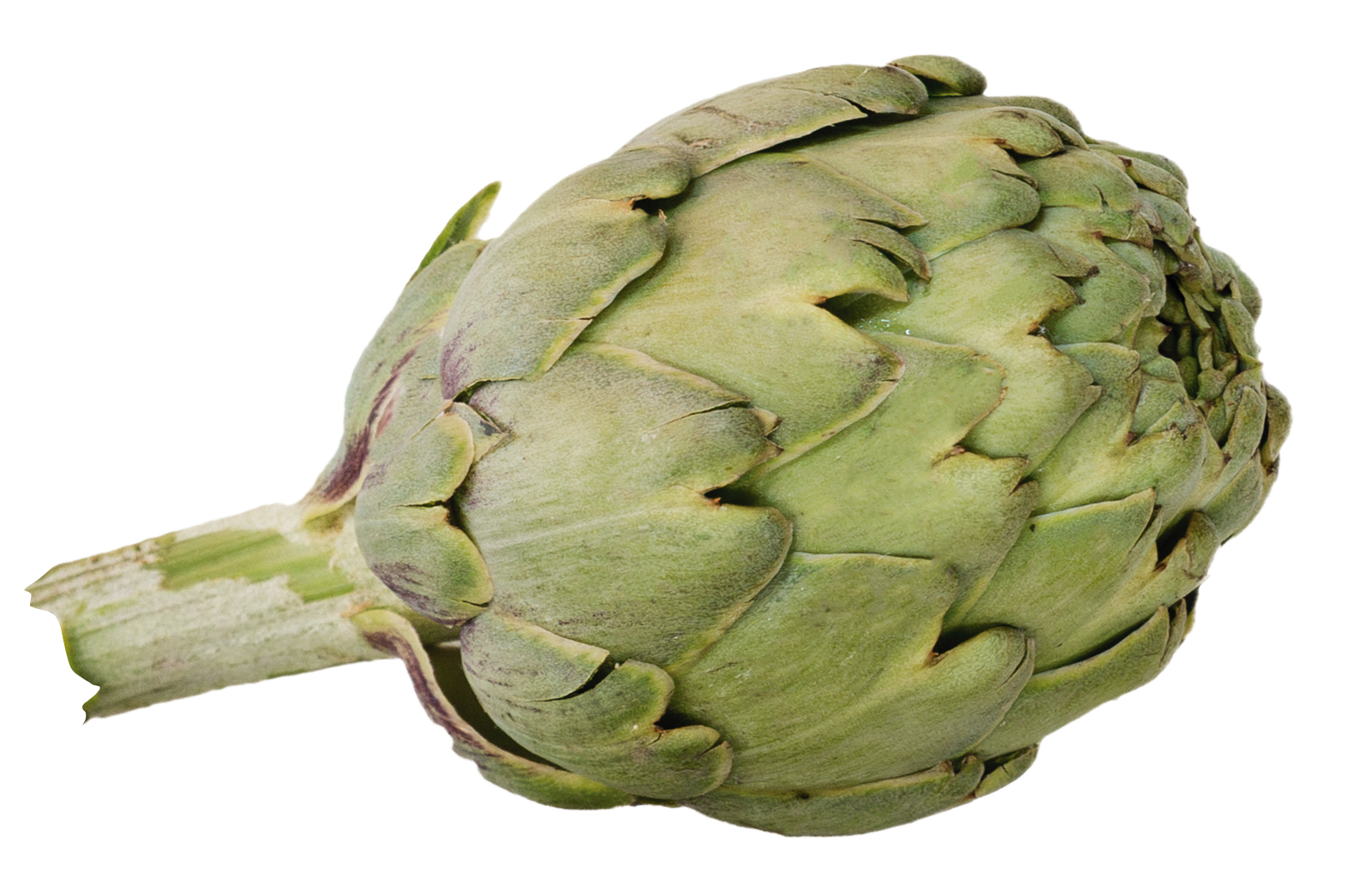 Fondo de “ALCACHOFA blanca de Tudela” eliminado